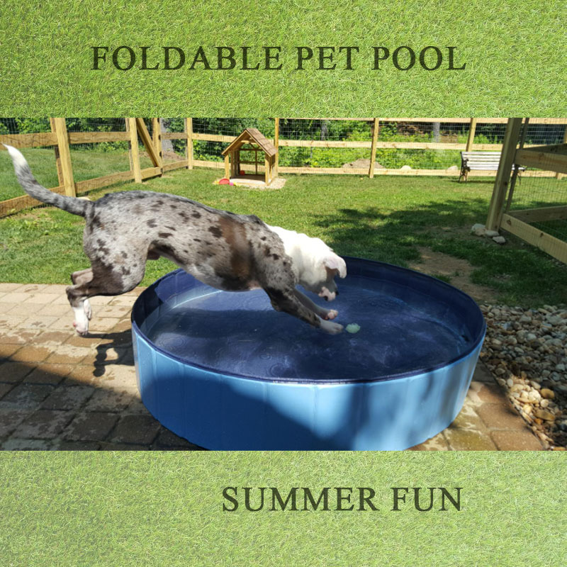 Beste hondenpools voor uw huisdier om de hele zomer lang te zwemmen